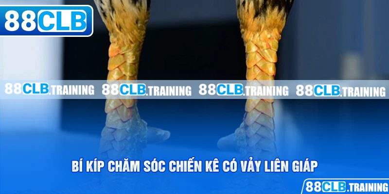 Vảy Liên Giáp Là Gì? Tìm Hiểu Thông Tin Về Loại Vảy Hiếm Gặp - GETOXI