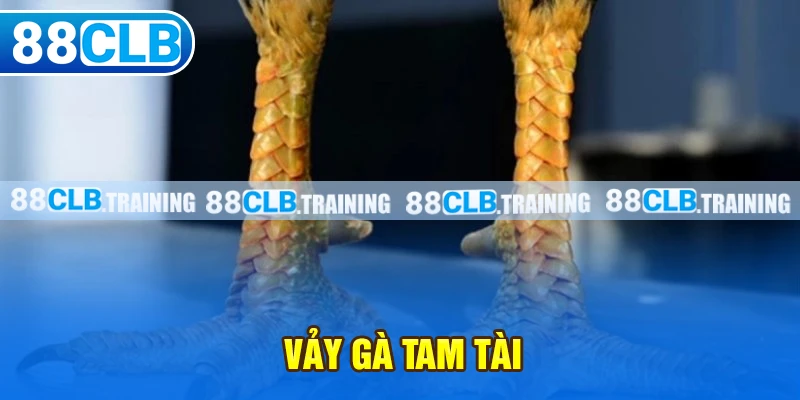 Vảy Gà Tam Tài - Dấu Hiệu Nhận Biết Và Cách Chăm Sóc Gà Chọi - GETOXI