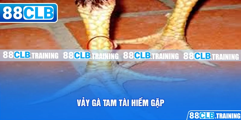 Vảy Gà Tam Tài - Dấu Hiệu Nhận Biết Và Cách Chăm Sóc Gà Chọi - GETOXI