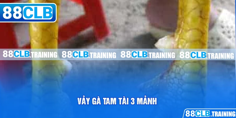 Vảy Gà Tam Tài - Dấu Hiệu Nhận Biết Và Cách Chăm Sóc Gà Chọi - GETOXI
