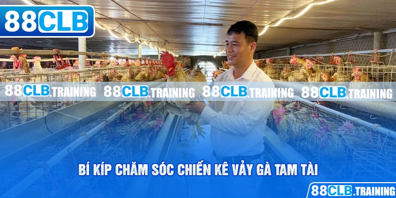 Vảy Gà Tam Tài - Dấu Hiệu Nhận Biết Và Cách Chăm Sóc Gà Chọi - GETOXI