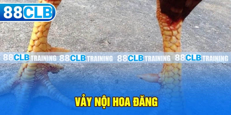 Vảy Nội Hoa Đăng - Dấu Hiệu Nhận Biết Một Thần Kê Đích Thực - GETOXI