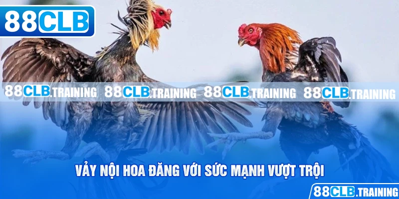 Vảy Nội Hoa Đăng - Dấu Hiệu Nhận Biết Một Thần Kê Đích Thực - GETOXI