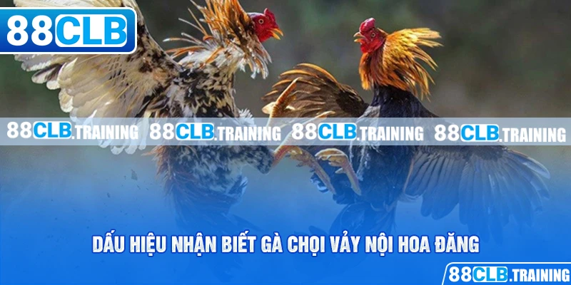Vảy Nội Hoa Đăng - Dấu Hiệu Nhận Biết Một Thần Kê Đích Thực - GETOXI