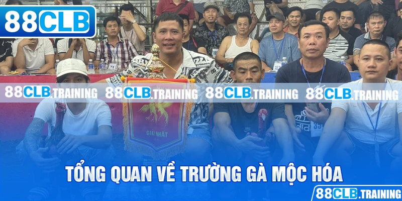 Trường Gà Mộc Hóa – Nơi Hội Tụ Những Trận Đấu Hấp Dẫn - GETOXI