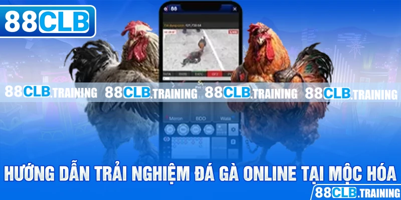 Trường Gà Mộc Hóa – Nơi Hội Tụ Những Trận Đấu Hấp Dẫn - GETOXI