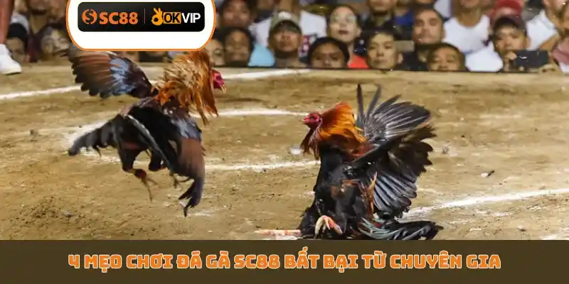 Top 5 Mẹo Chơi Đá Gà SC88 Luôn Thắng - Bí Kíp Cao Thủ - GETOXI
