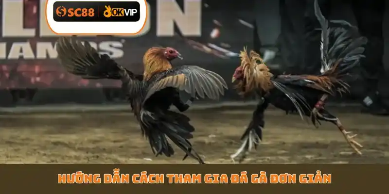 Top 5 Mẹo Chơi Đá Gà SC88 Luôn Thắng - Bí Kíp Cao Thủ - GETOXI
