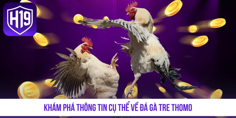 Đá Gà Tre Thomo - Tận Hưởng Những Màn Tranh Tài Nảy Lửa - GETOXI