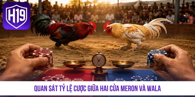Đá Gà Tre Thomo - Tận Hưởng Những Màn Tranh Tài Nảy Lửa - GETOXI