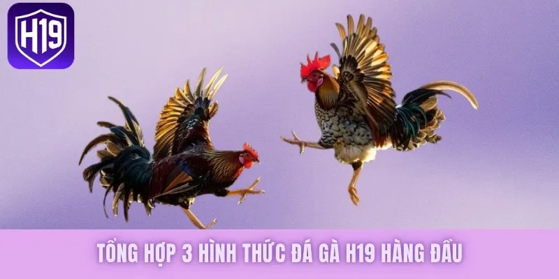 Đá Gà H19 - Khám Phá Trận Chiến Kịch Tính, Gay Cấn Nhất - GETOXI
