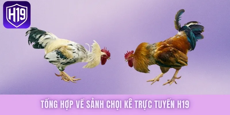 Đá Gà H19 - Khám Phá Trận Chiến Kịch Tính, Gay Cấn Nhất - GETOXI